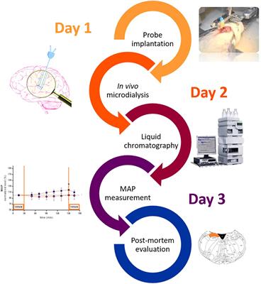 AT1 Receptor Mediated Hypertensive Response to Ang II in the Nucleus Tractus Solitarii of Normotensive Rats Involves NO Dependent Local GABA Release